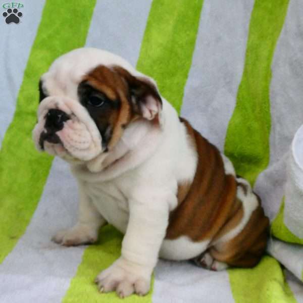 Mitzy, English Bulldog Puppy